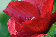 Summer Beauty  Photograph by Amy Dundon