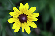 Summer Blooming Black-eyed Susan Photograph by Tanya Owens