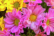 Summer Garden Photograph by Denise Harty
