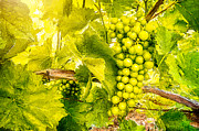 Summer Green Grapes Digital Art by Tatiana Travelways