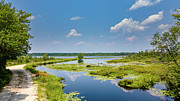 Summer Landscape at Whites Bog Photograph by Louis Dallara