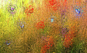 Summer Meadow Painting by Alex Mir