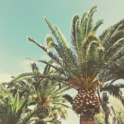 Summer Palms Photograph by Cassia Beck