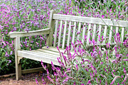Summer Respite Photograph by Patty Colabuono