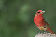 Summer tanager #3 Photograph by Puttaswamy Ravishankar Summer tanager #3 Photograph by Puttaswamy Ravishankar