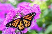 Summer Visitor Photograph by Patty Colabuono