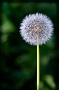 Summer Wishes Photograph by Carrie Hannigan Summer Wishes Photograph by Carrie Hannigan