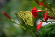Summer yellow bliss  Photograph by Kim Galluzzo