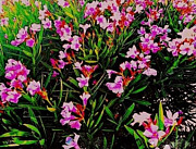 Summers Bloom #2 Photograph by Cherry Vercher