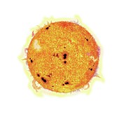 Sun. Digital Art by Album