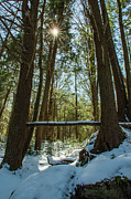 Sun and Snow Photograph by Melissa Southern