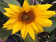 Sun Flower Photograph by Catherine Wilson