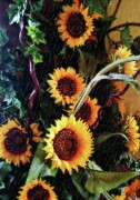 Sun Flowers Photograph by Cherry Vercher