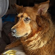 Sun Kissed Shepweiller Photograph by Call Me Abbie - Abbie Shores