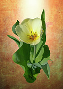 Sun Kissed Tulip Photograph by Cate Franklyn
