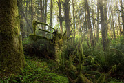 Sun Moss Photograph by Bill Posner