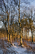 Sun of New Year Day Photograph by Elena Perelman Sun of New Year Day Photograph by Elena Perelman
