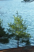 Sunbeam Pine Photograph by Matthew Adelman