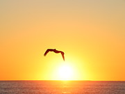 Sunbird Photograph by Kathleen Illes