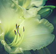 Sunday Gloves Daylily Photograph by Julie Palencia