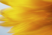 Sunflower 2 Photograph by Kathy Paynter