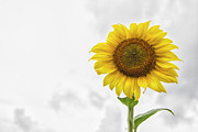 Sunflower Against a Carolina Sky Photograph by Bob Decker