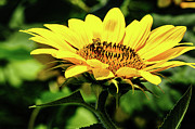 Sunflower and Bee Photograph by Louis Dallara Sunflower and Bee Photograph by Louis Dallara