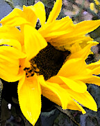 Sunflower - art Photograph by David Jennings Sunflower - art Photograph by David Jennings