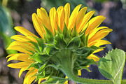 Sunflower Backside Photograph by Bill Barber Sunflower Backside Photograph by Bill Barber