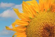 Sunflower Close-Up Photograph by Kevin Schwalbe