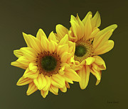 Sunflower Couple Arm in Arm Photograph by Susan Savad Sunflower Couple Arm in Arm Photograph by Susan Savad