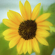 Sunflower Photograph by Dodie Ross