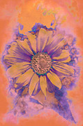 Sunflower for Morgan Photograph by Bentley Davis Sunflower for Morgan Photograph by Bentley Davis
