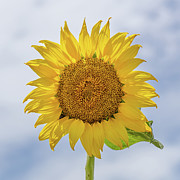 Sunflower Salutations Photograph by Donna Twiford Sunflower Salutations Photograph by Donna Twiford