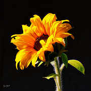 Sunflower isloated on black Photograph by Bruce Block Sunflower isloated on black Photograph by Bruce Block