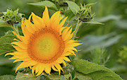 Sunflower Solo Photograph by E Faithe Lester