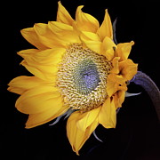 Sunflower Square Photograph by Julie Powell