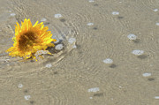 Sunflower - Surfers Paddle Out - Tribute Photograph by Bonnie Colgan Sunflower - Surfers Paddle Out - Tribute Photograph by Bonnie Colgan