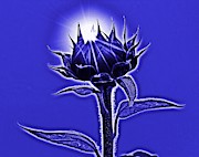 Sunflower Photograph by Thomas Schroeder