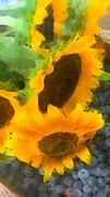 Sunflowers and Blueberries  Painting by AList Art Gallery