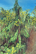 Sunflowers in an Evergreen Photograph by Bentley Davis Sunflowers in an Evergreen Photograph by Bentley Davis
