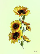 Sunflowers Looking Up Photograph by Susan Savad Sunflowers Looking Up Photograph by Susan Savad