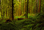 Sunlight paints the forest Photograph by Bill Posner