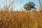 Sunlit Golden Grass Field with Blurred Tree Silhouette - Dinosaur Valley State Park, TX Photograph by Brigitte Blanchette Thompson Sunlit Golden Grass Field with Blurred Tree Silhouette - Dinosaur Valley State Park, TX Photograph by Brigitte Blanchette Thompson
