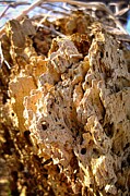 Sunlit Patina Close-up of Weathered Wood Texture Photograph by Travel Essayist