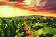 Sunny Cloudscape in the Azorean Cornfield Photograph by Marco Sales Photography Sunny Cloudscape in the Azorean Cornfield Photograph by Marco Sales Photography