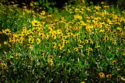Sunny Daisy Patch Photograph by Robert Blandy Jr