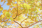 Sunny Day Aspen I Photograph by Ana V Ramirez Sunny Day Aspen I Photograph by Ana V Ramirez