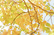 Sunny Day Aspen II Photograph by Ana V Ramirez Sunny Day Aspen II Photograph by Ana V Ramirez
