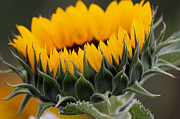 Sunny Side Up Photograph by Linda Bonaccorsi